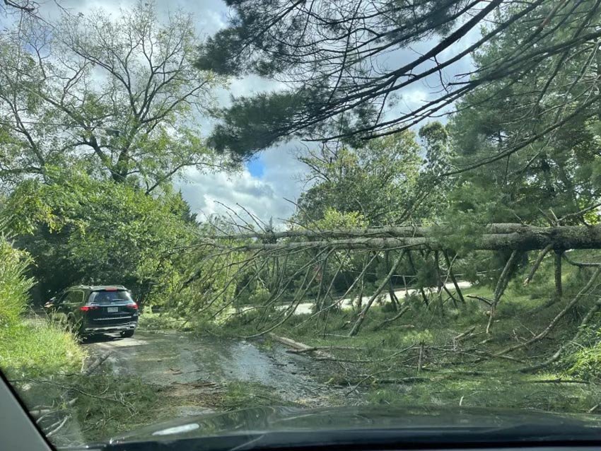Downed-trees-on-reynolds-mountain-img 0153