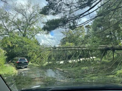 Downed-trees-on-reynolds-mountain-img 0153