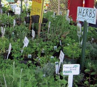 Spring Herb Festival