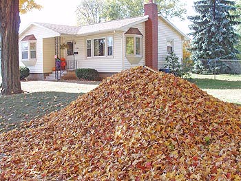 Seniors Not Happy With New Leaf Policy