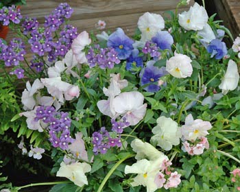 Late Season Care for Your Garden