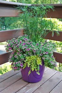 melinda_myers_container_photo_2012.jpg melinda_myers_container_photo_2012.jpg