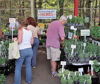 shopping for herbs 1 (1)