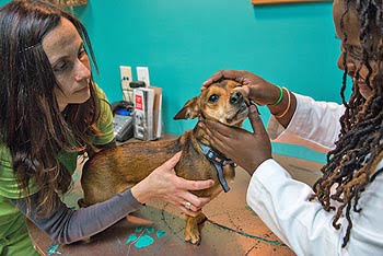 Medical Assistant Camilla Christiansen (left) helps Dr. Whitfield (right) with furry friend and patient “Moose” (center) as he receives his medical checkup. Photo: AMC of Asheville