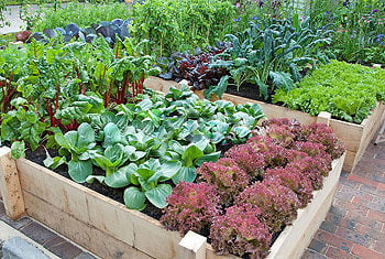 Vegetable Garden with Lettuces