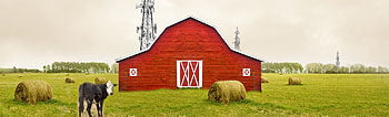 barn cow rural field