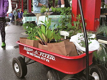 Herb Festival 3 Radio Flyer shopping cart