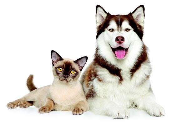 cat next to dog