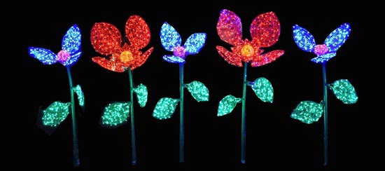 winter lights flowers