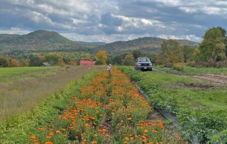 foxtrot farm hills