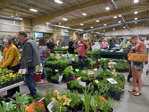 Shopping at Asheville’s Spring Herb Festival 