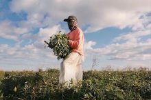 Still from "Without Shade, Without Rest"