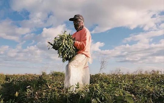 Still from "Without Shade, Without Rest"