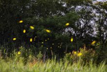 Fireflies