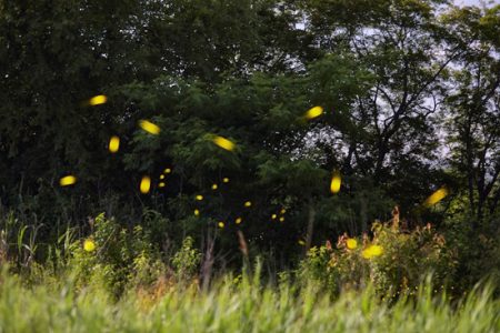 Fireflies