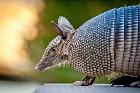 armadillo-florida-leprosy