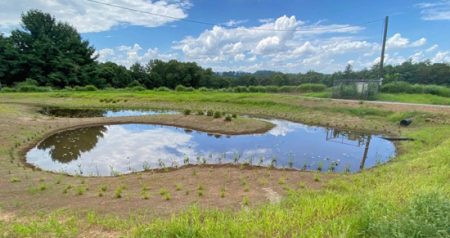 The wetland collects and cleans stormwater runoff from 16 acres across the campus.
